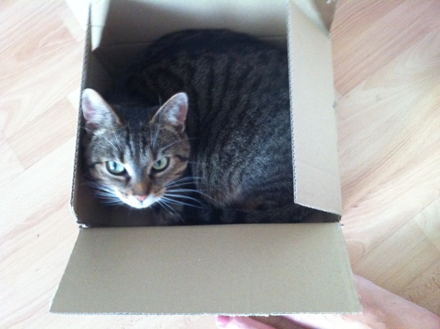 Glückliche Mieze im Pappkarton