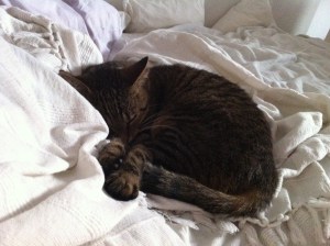 Die kleine Mieze liegt schon im Bett - die Große bloggt noch. ;-)