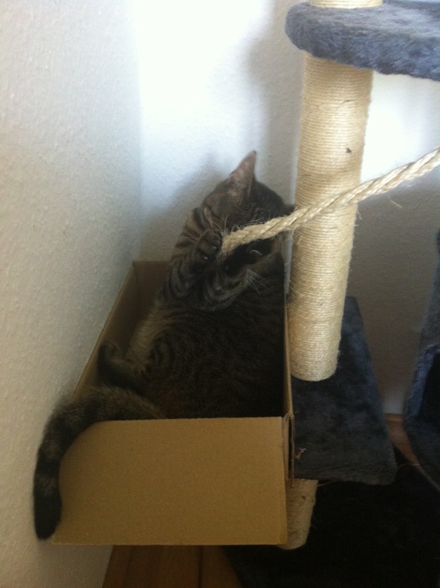 Zeit zum Spielen muss natürlich auch an Krankheitstagen sein - findet die kleine Mieze