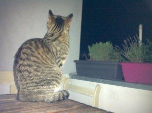 Sternegucken mit Cindy. 