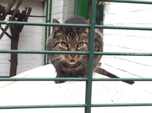 Einblick in ein Miezengehege im Tierheim.