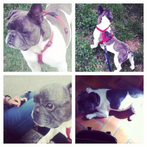 Gassigehen im Tierheim Köln-Zollstock. Hier mit dem kleinen Sam.